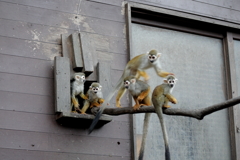 ﾊﾞｲｵﾊﾟｰｸの生き物たち