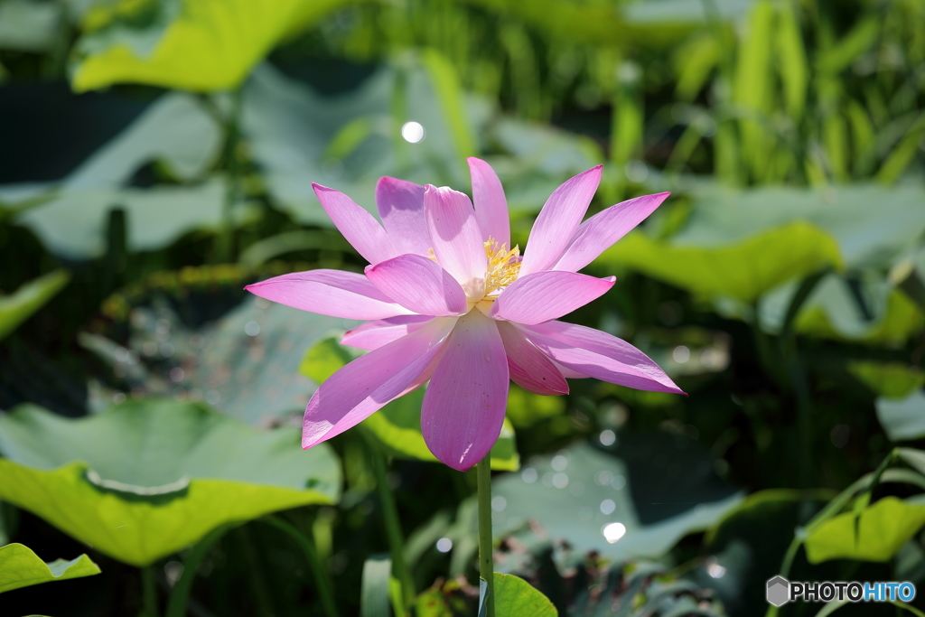 ハスの花