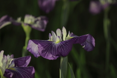 夜の花菖蒲