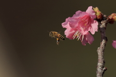 寒緋桜