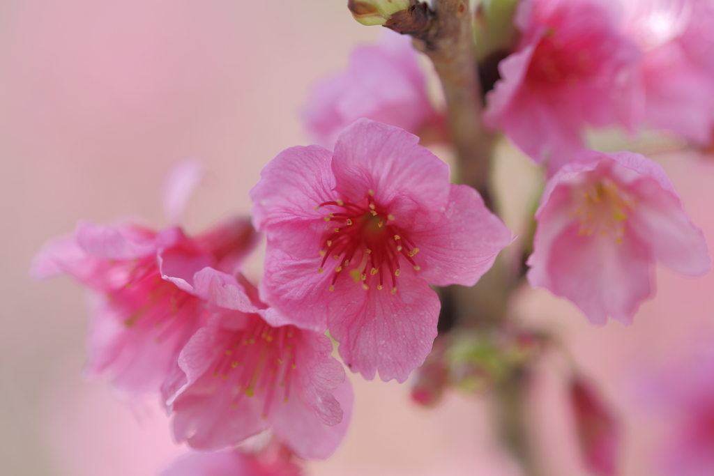 寒緋桜