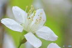 冬に咲く桜