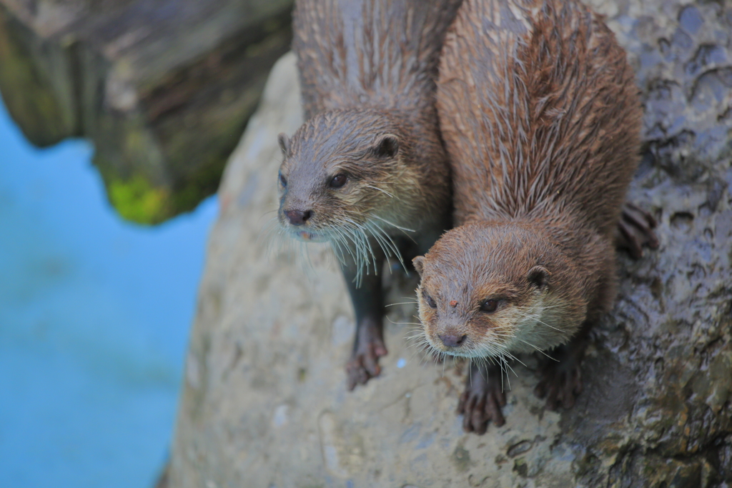 カワウソのカッポーぅ