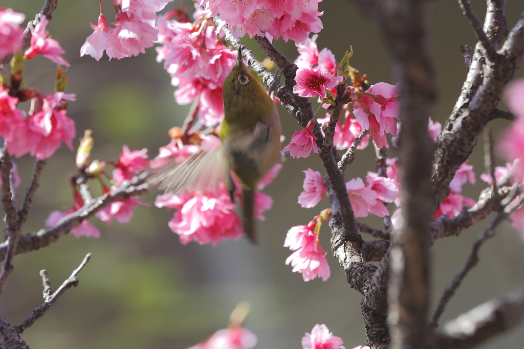 寒緋桜とメジロ