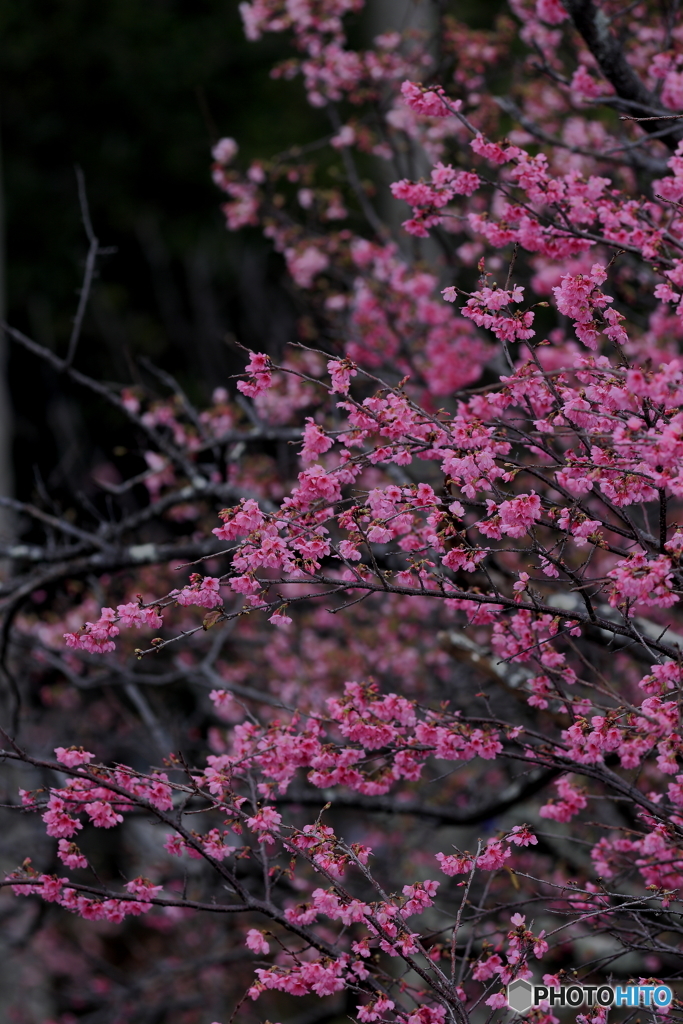 寒緋桜