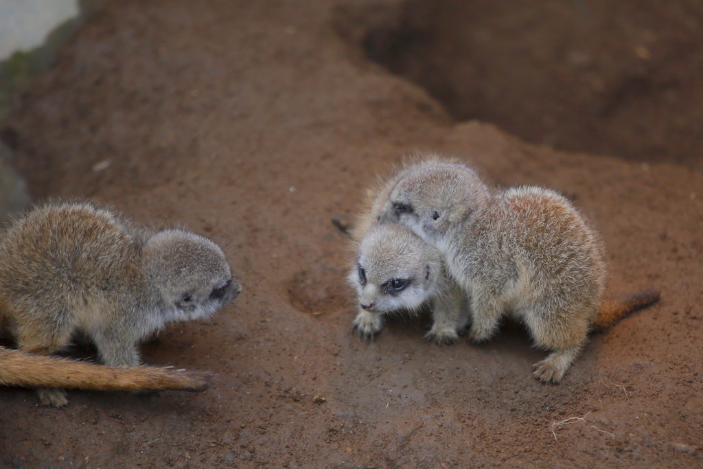じゃれあう子供たち