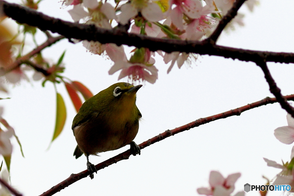 冬の桜とメジロ