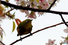 冬の桜とメジロ