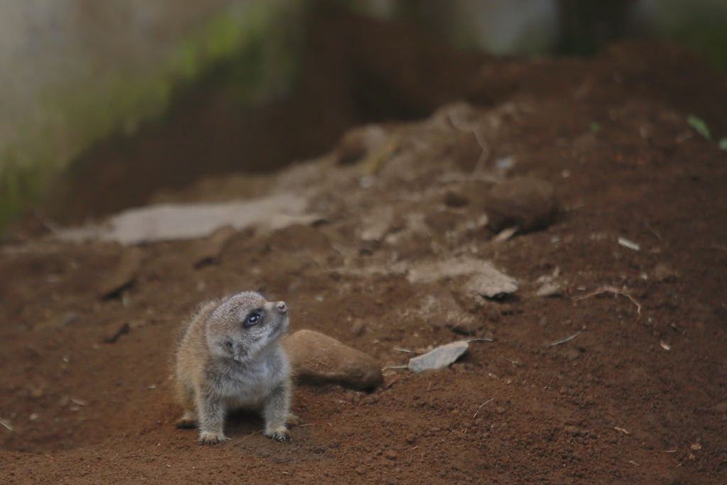 チビッ子ミーア