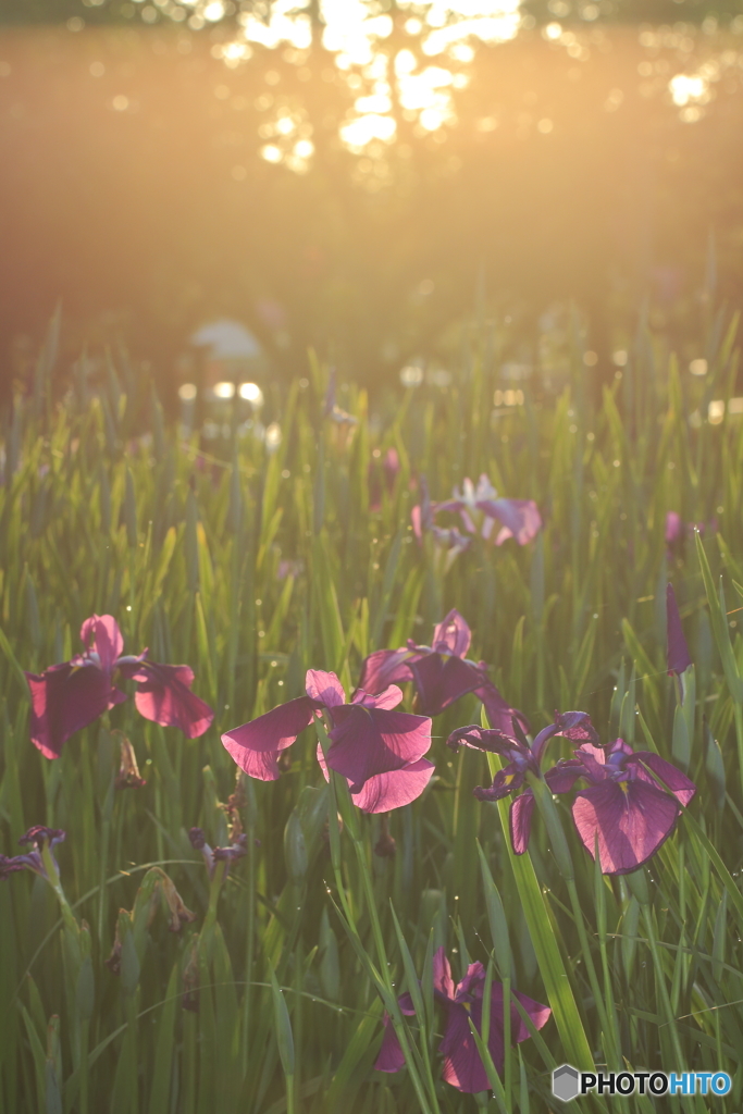 菖蒲の花
