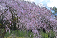 枝垂れ桜