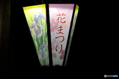 夜の花菖蒲