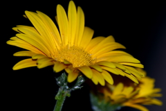 ちょっとした癒し