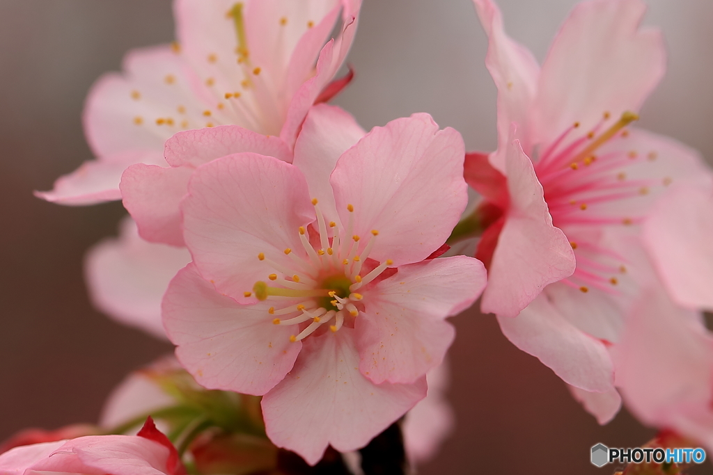 寒緋桜