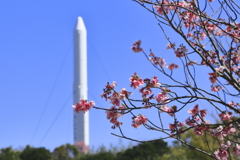 錦江湾公園からの風景