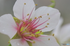 冬に咲く桜