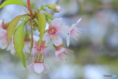 冬に咲く桜