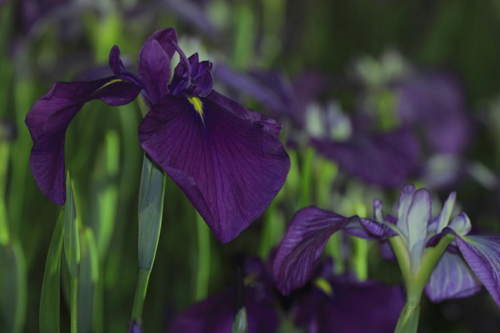 夜の花菖蒲