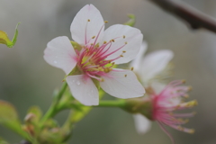 冬に咲く桜