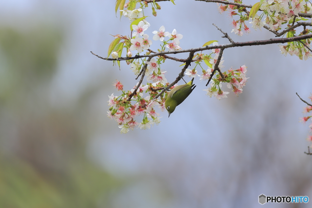 冬の桜とメジロ