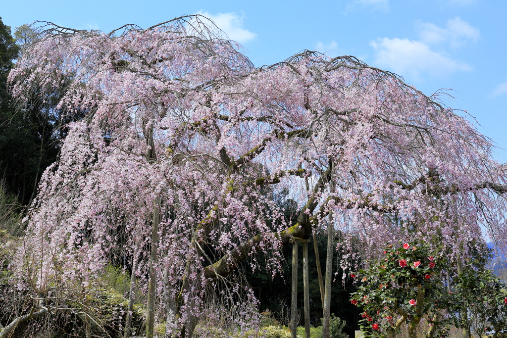 枝垂れ桜