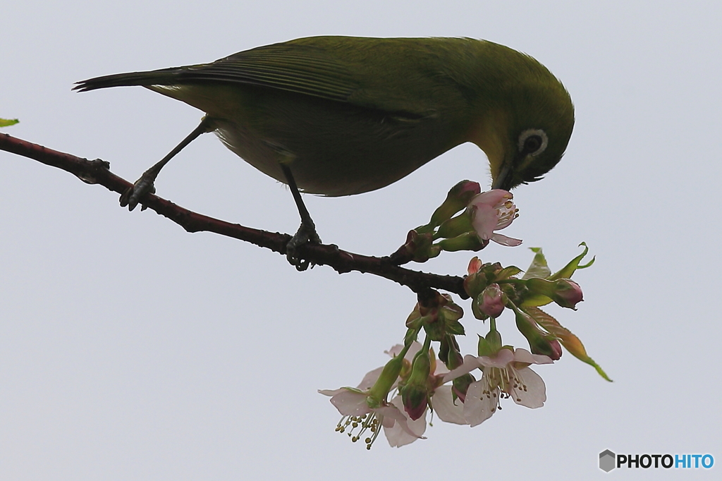 冬の桜とメジロ