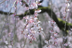 枝垂れ桜