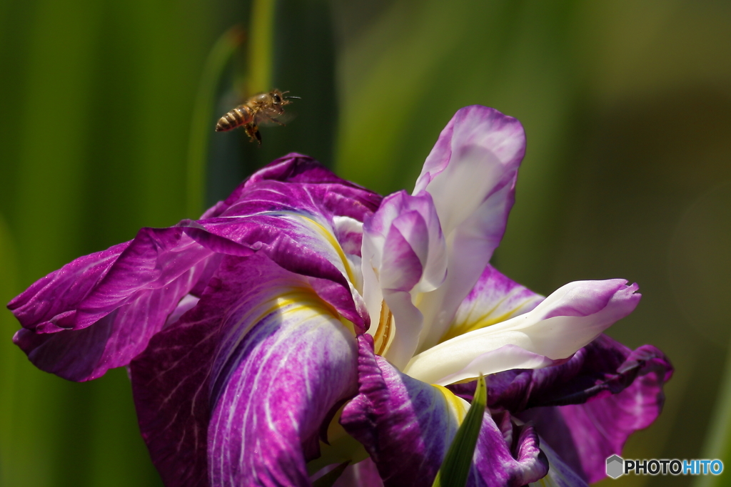 菖蒲とミツバチ