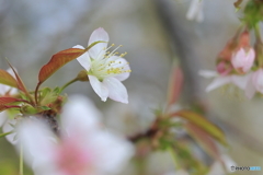 冬に咲く桜