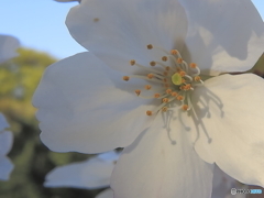 桜(ソメイヨシノ？)