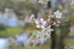 冬に咲く桜