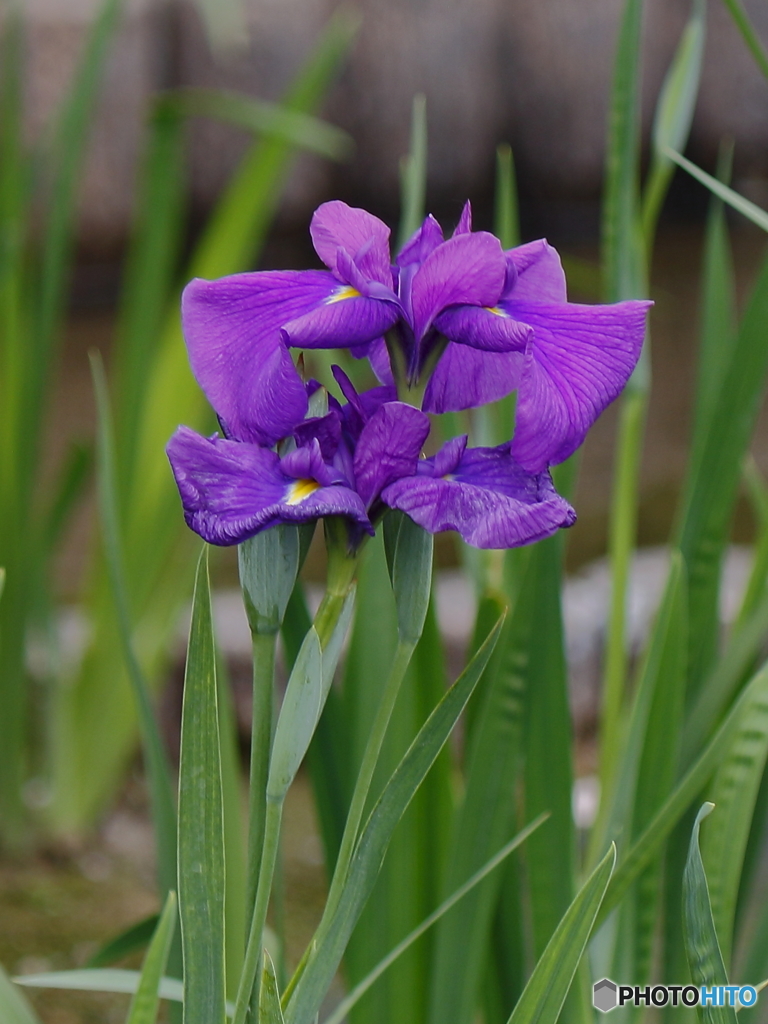 菖蒲の花