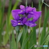 菖蒲の花