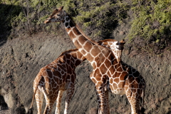 ﾊﾞｲｵﾊﾟｰｸの生き物たち