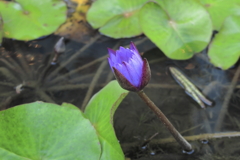 寒空に咲く花