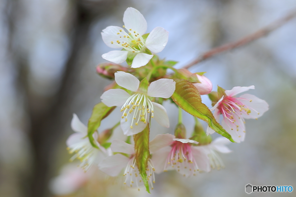 冬に咲く桜