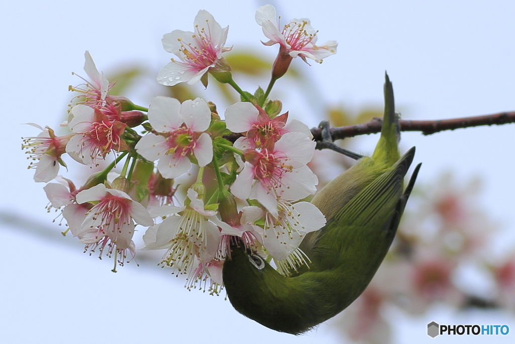 冬の桜とメジロ