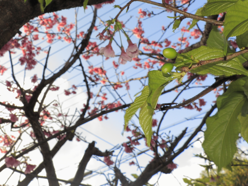 桜の花と実(さくらんぼ)と若葉