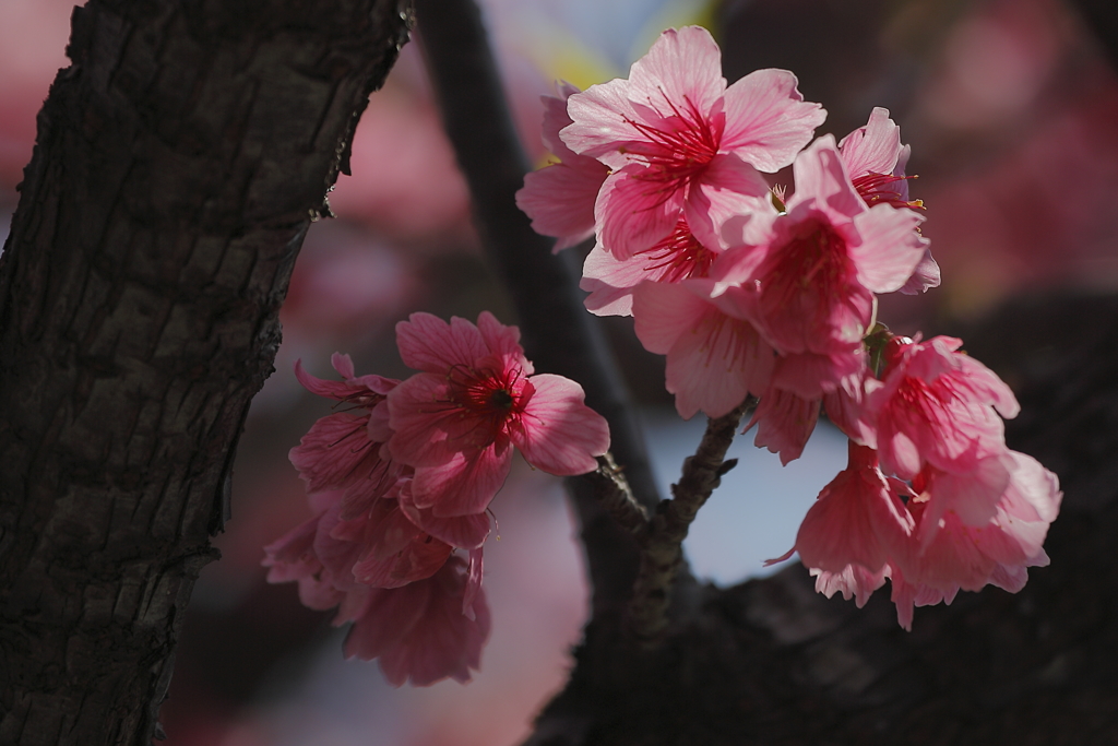 寒緋桜