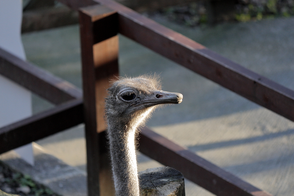 ﾊﾞｲｵﾊﾟｰｸの生き物たち