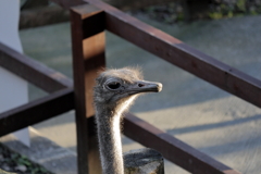 ﾊﾞｲｵﾊﾟｰｸの生き物たち