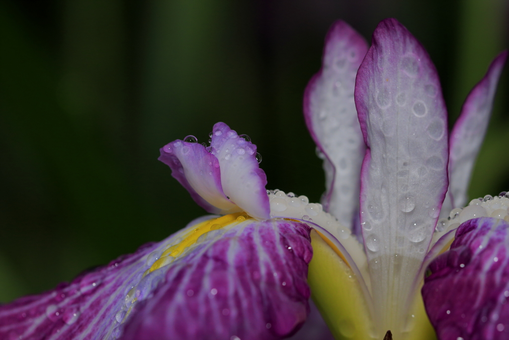 朝露と菖蒲