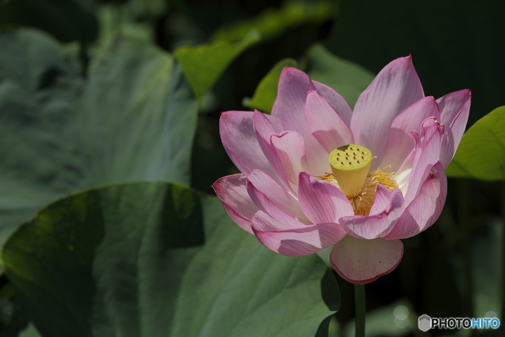 ハスの花