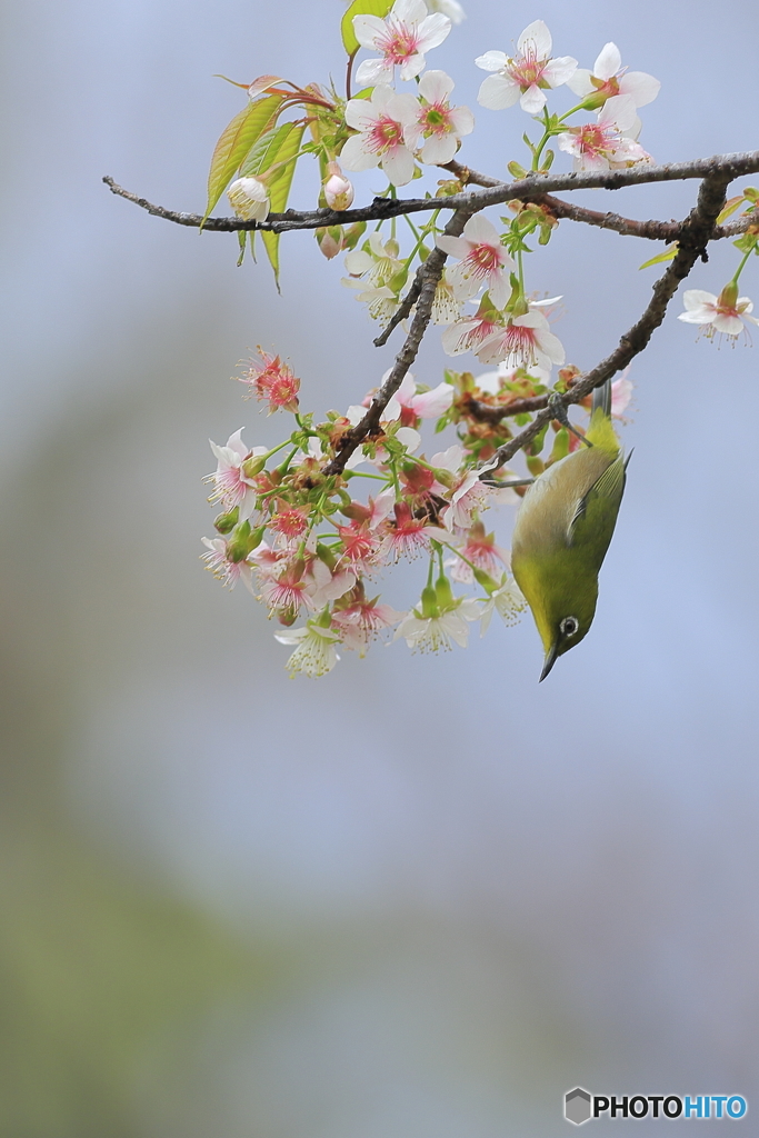 冬の桜とメジロ