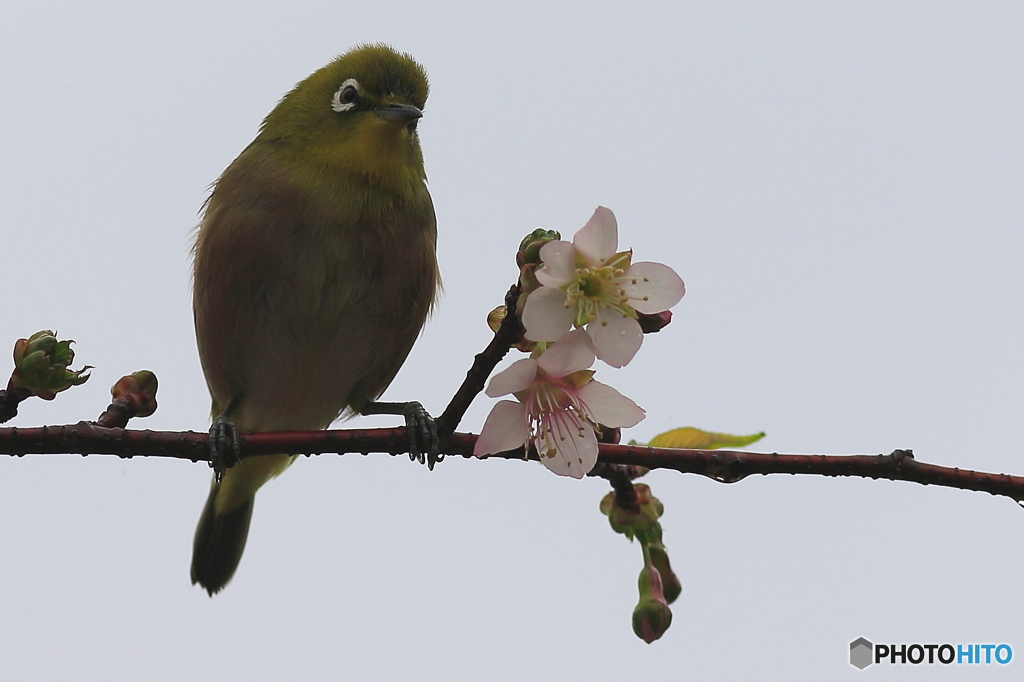 冬の桜とメジロ