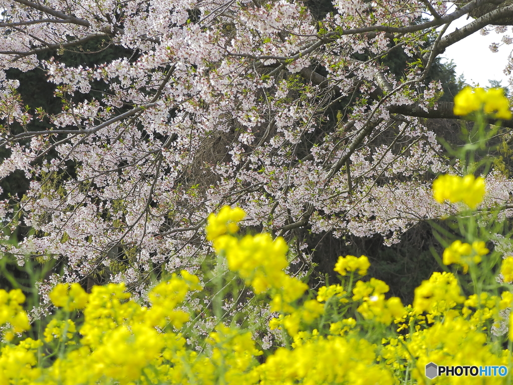 桜と菜の花