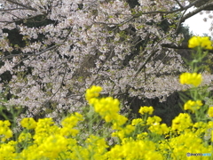 桜と菜の花