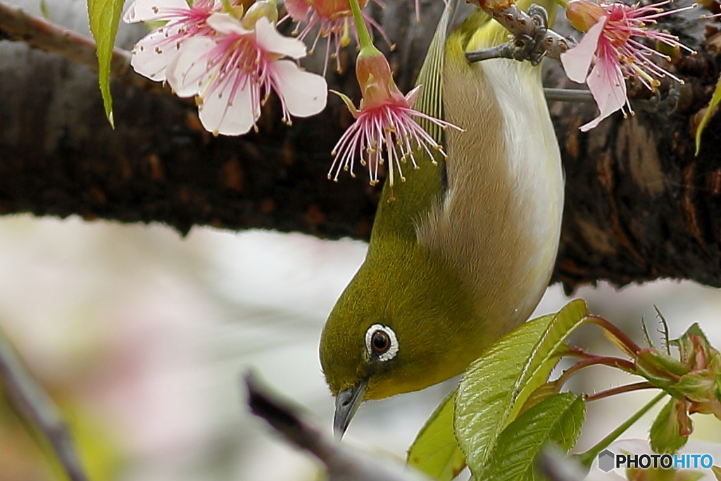 冬の桜とメジロ