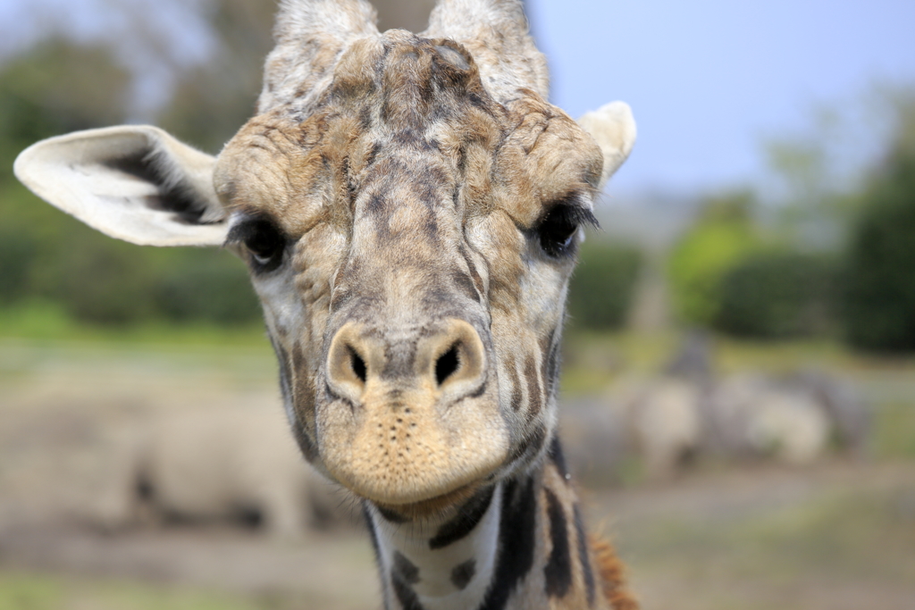 ｼﾞｬｰﾋﾞｽ