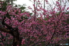 寒緋桜